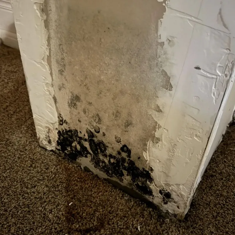 Professional Mold Removal in Snyder, TX
